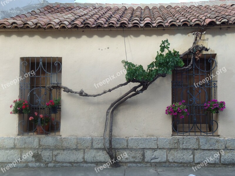 Casita Windows Campestre Plants Branches