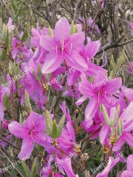 Azalea Ericaceae Spring Flowers Pink Flower Free Photos