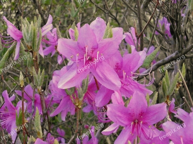 Azalea Ericaceae Spring Flowers Pink Flower Free Photos