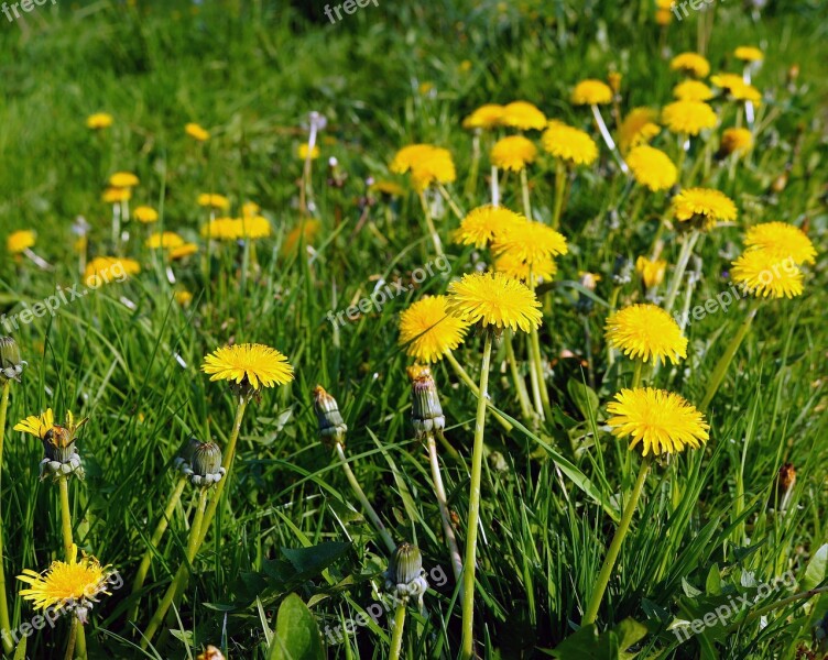 Common Dandelion Taraxacum Sect Ruderalia Composites Meadow