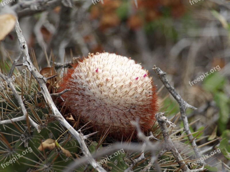 Melocactus Cactus Blossom Bloom Spur