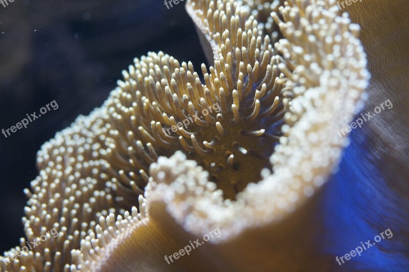 Coral Reef Anemone Underwater Underwater World Aquarium