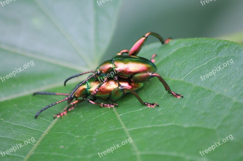 Ladybugs Insects Macro Free Photos