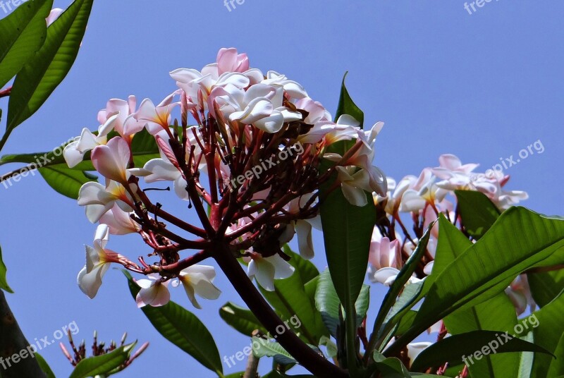 Plumeria Frangipani Flower Blossom Tropical