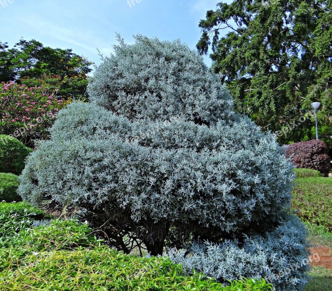 Juniper Botanical Garden Trees Park Lalbagh