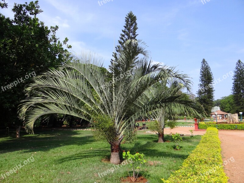 Botanical Palm Garden Trees Park Lalbagh