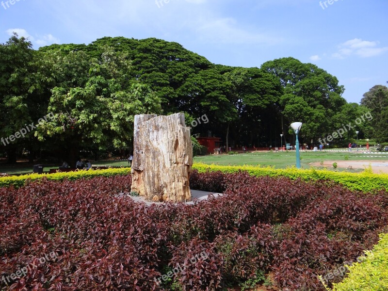 Fossil Tree-trunk Petrified Tree Geology