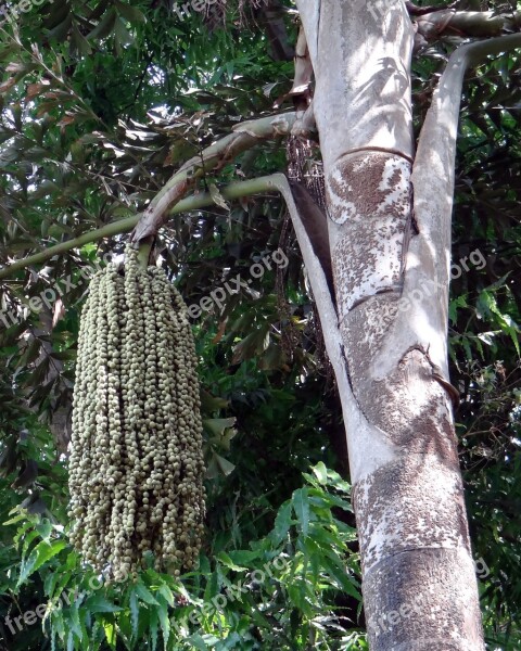 Fishtail Palm Jaggery Palm Toddy Palm Wine Palm Caryota Urens