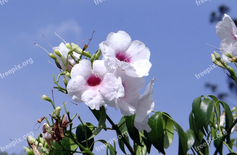 Pandorea Jasminoides Bignoniaceae Flower Pink Tropical