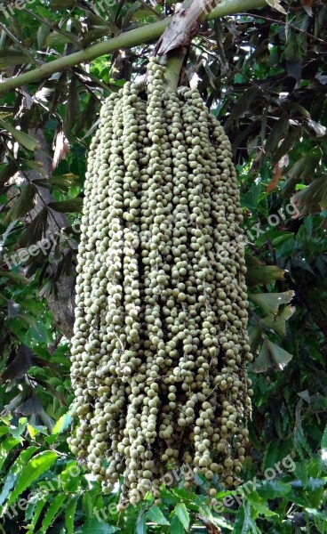 Fishtail Palm Jaggery Palm Toddy Palm Wine Palm Caryota Urens