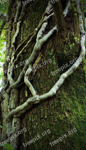 Creeper Climber Plant Log Tree Liane