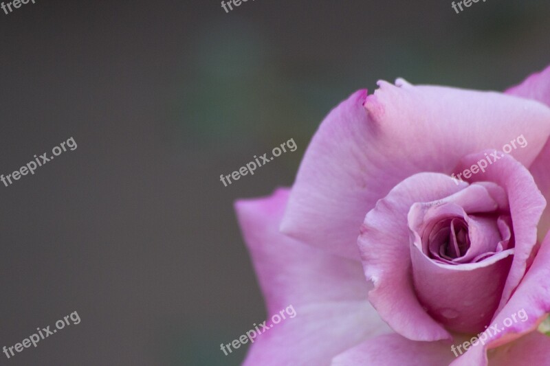 Rose Flower Plant Pink Botany