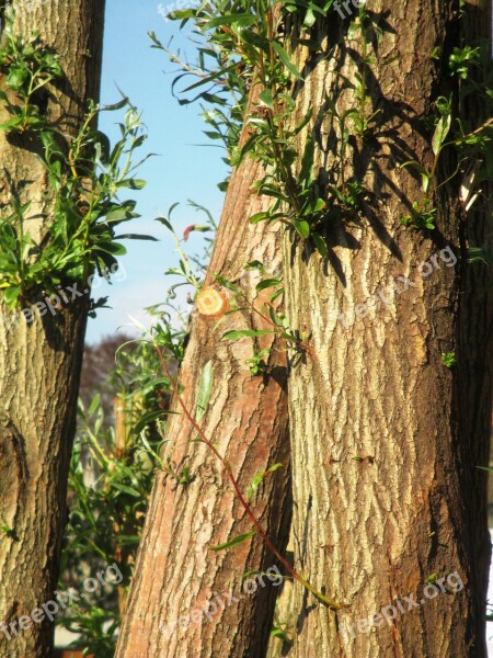 Tree Trunks Fouling Amriswil Thurgau Switzerland