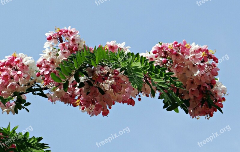 Cassia Javanica Java Cassia Pink Shower Apple Blossom Tree Rainbow Shower Tree