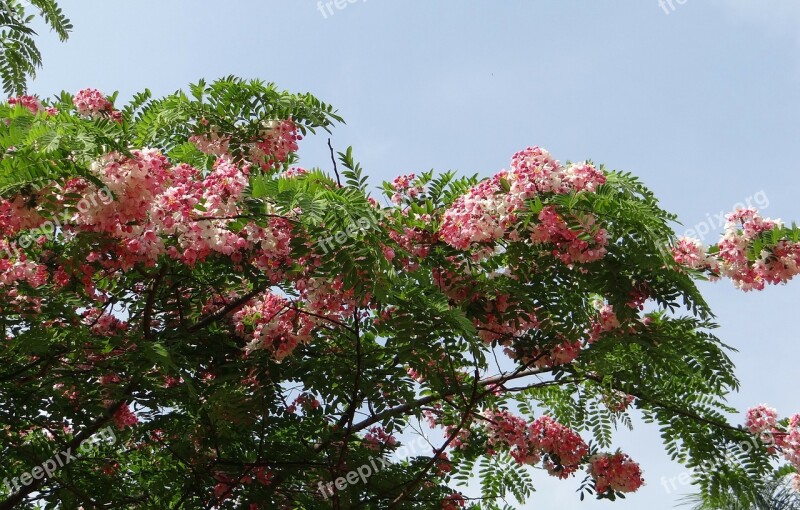 Cassia Javanica Java Cassia Pink Shower Apple Blossom Tree Rainbow Shower Tree