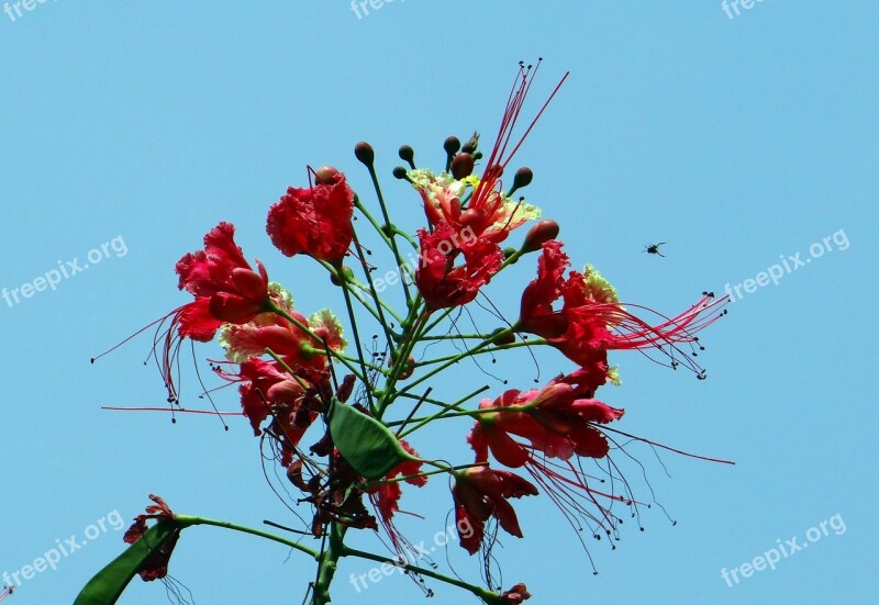 Peacock Flower Pride Of Barbados Dwarf Poinciana Radhachura Sidhakya