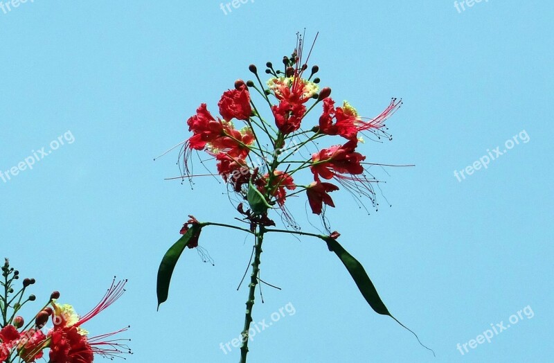 Peacock Flower Pride Of Barbados Dwarf Poinciana Radhachura Sidhakya