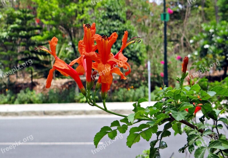 Cape Honeysuckle Tecoma Capensis Bignoniaceae Bignonia Capensis Flower