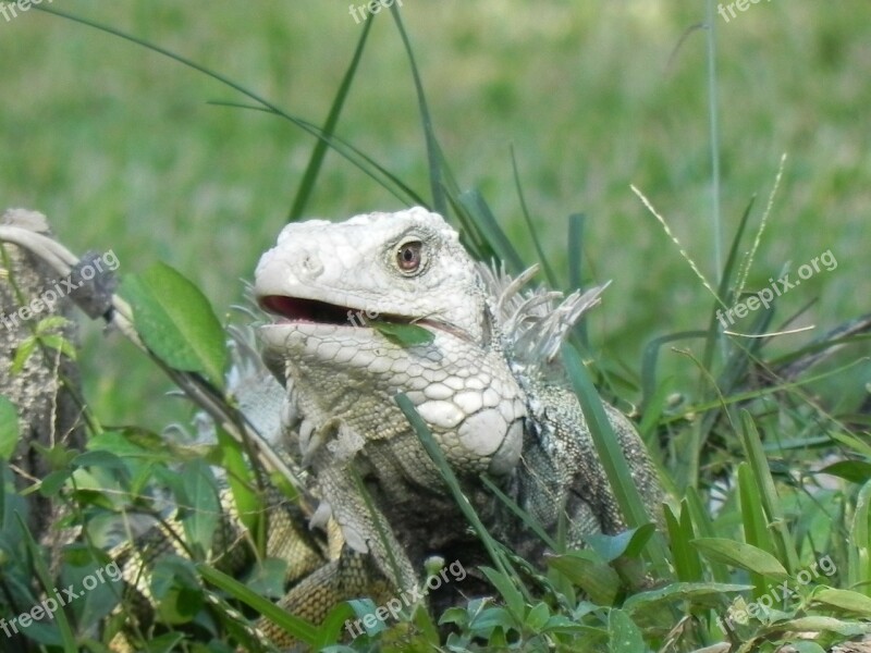 Iguana Animal Reptile Free Photos