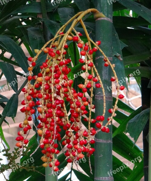 Macarthur Palm Ptychosperma Macarthurii Tree Palm Nuts