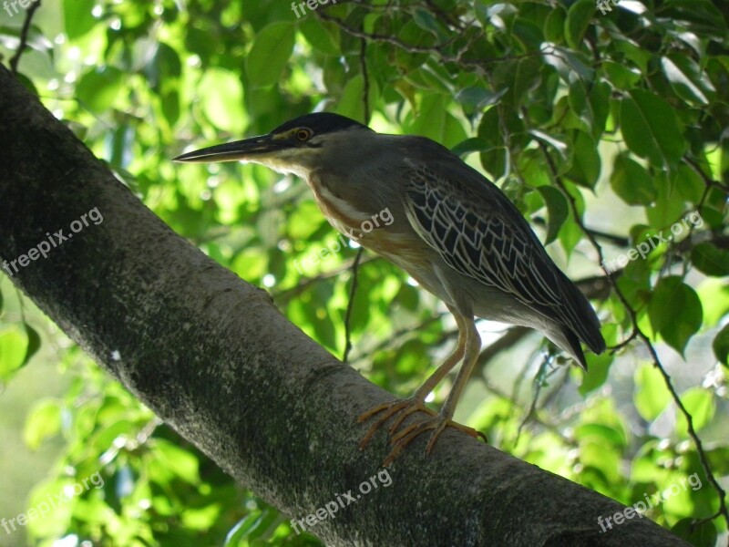 Kingfisher Animal Ave Free Photos