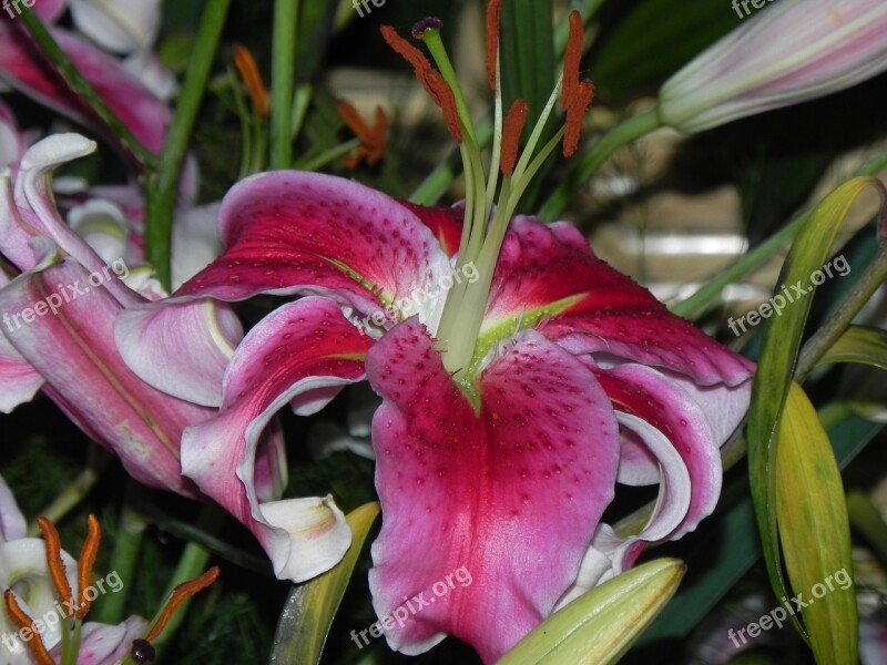 Pink Lily Nature Flower Free Photos