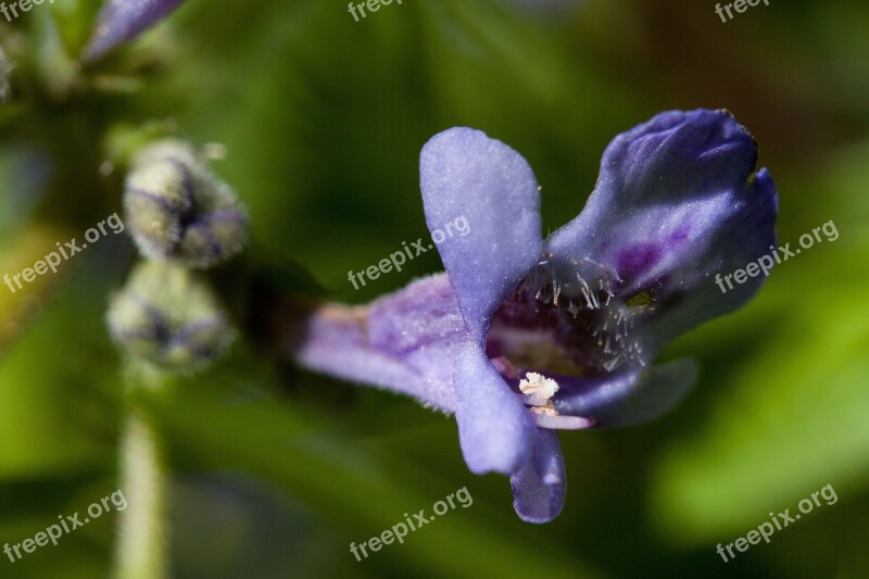 Dead Nettle Lamium Genus Lamiaceae Blossom