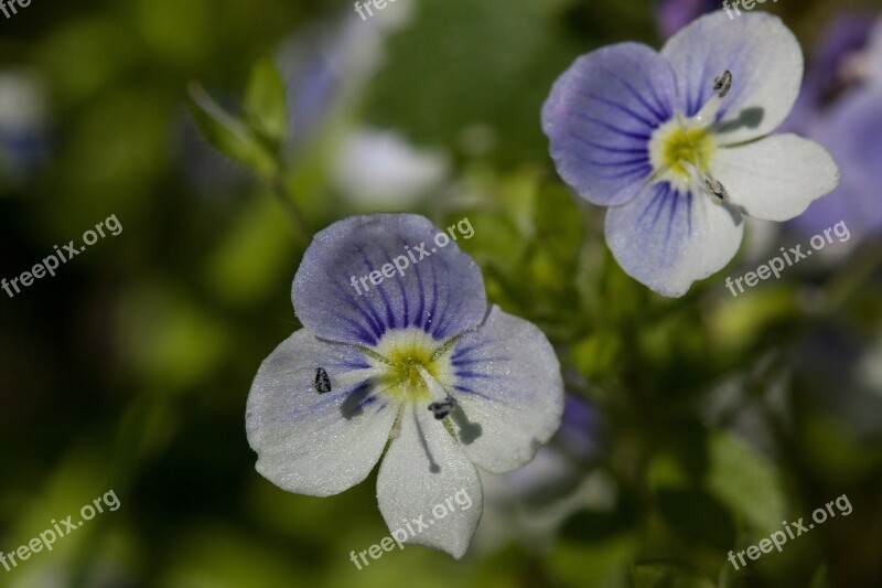 Flowers Small White Blue Stamp