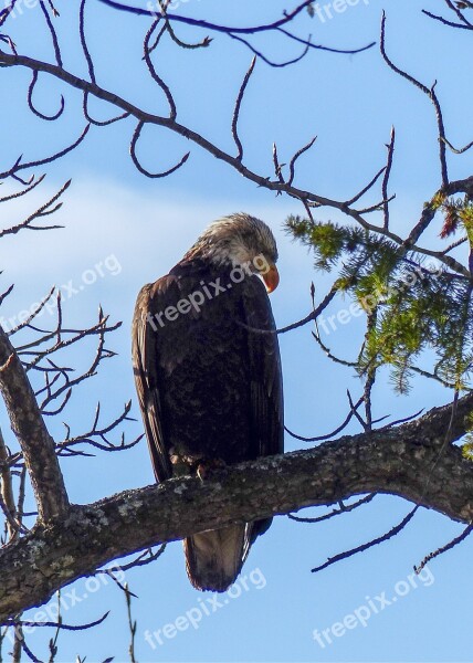 Bald Eagle Big Bird Raptor Bird Of Prey Symbol