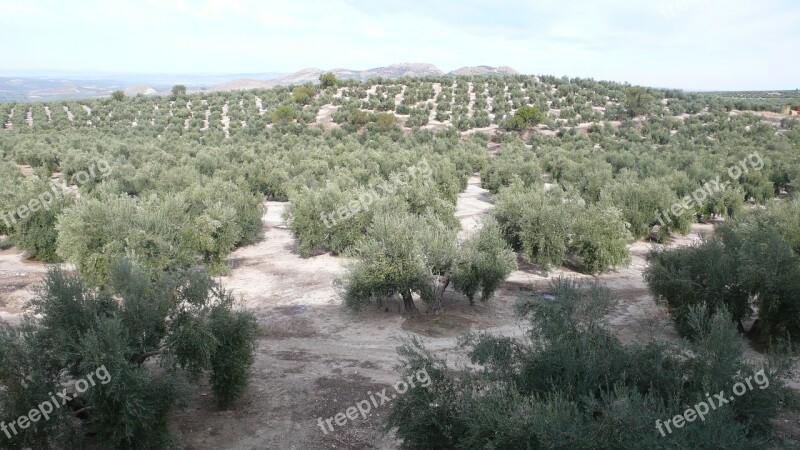 Olive Nature Olivas Vegetable Field