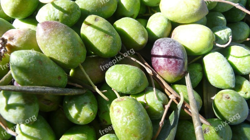 Olives Olive Nature Olivas Vegetable