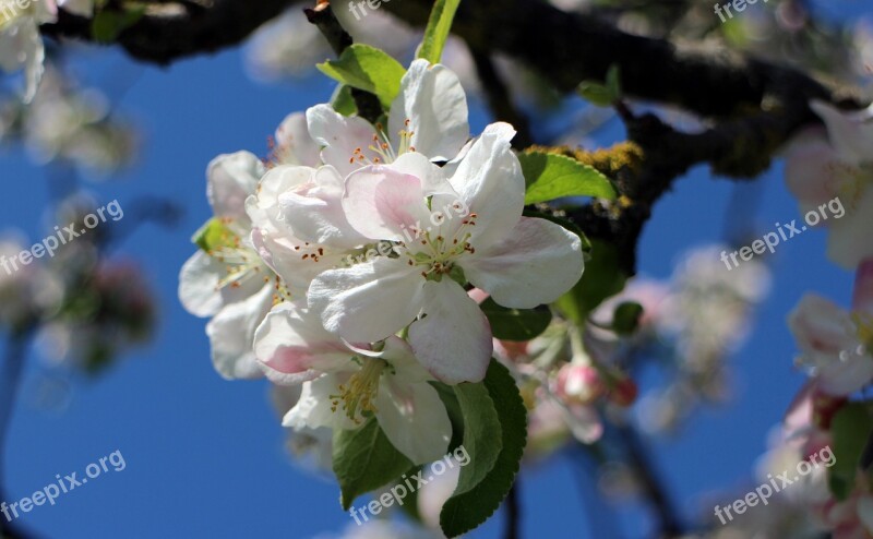 Blossom Bloom Apple Blossom Spring Flower Tree