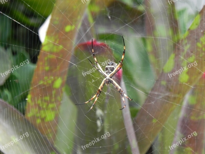 Spider Animal Garden Tiger Free Photos