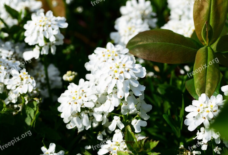 Candytuft Perennial Evergreen Plant Iberis Sempervirens