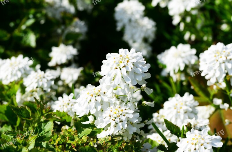 Candytuft Perennial Evergreen Plant Iberis Sempervirens