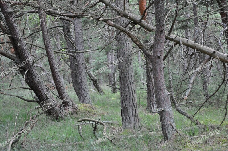 Forest Then Tree Vegetation The Bark