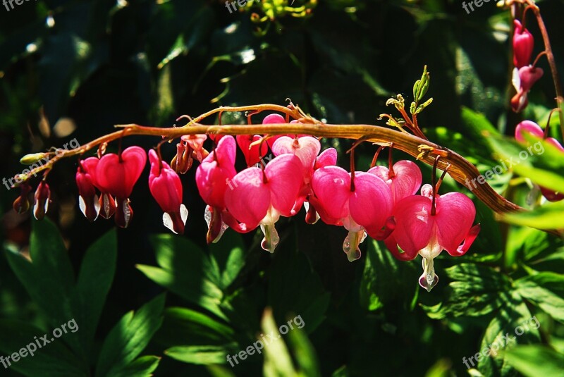 Bleeding Heart Flower Natural Pink Blossom Bloom