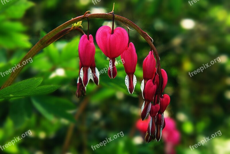 Bleeding Heart Flower Natural Pink Blossom Bloom