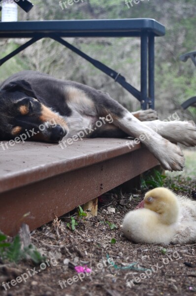 Dog Gosling Goose Geese Friends