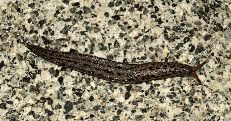 Tigerschnecke Snail Mollusk Slug Slowly