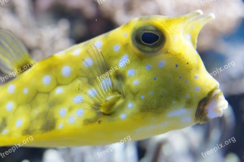 Boxfish Underwater Fish Sea Ocean