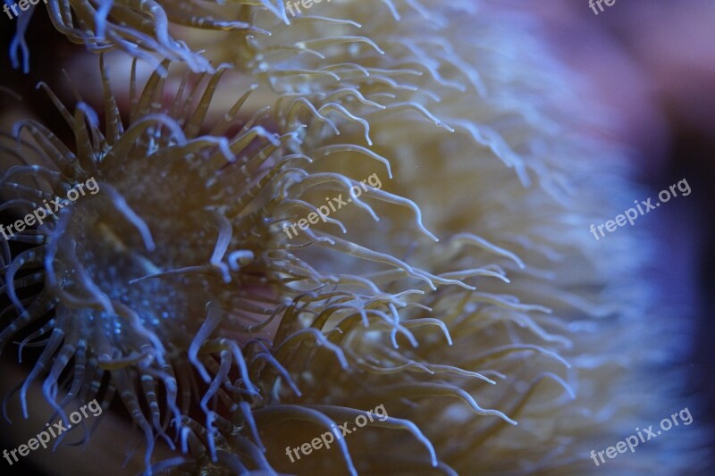 Anemone Tentacle Underwater World Underwater Sea