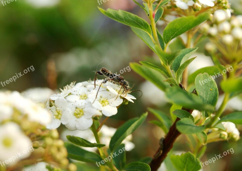 Panicle Shrub Panicle Bush Insect Bride Spiere