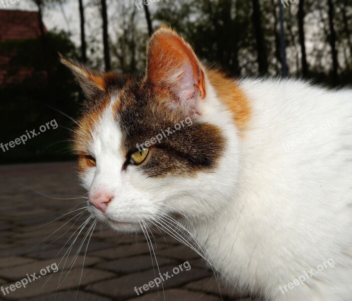 Cat Pet Female Mouse Hunter Portrait