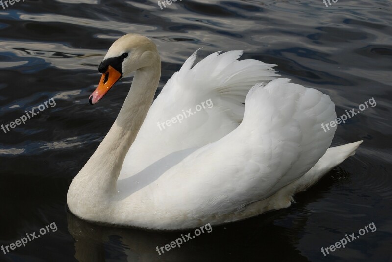 Swan Fowl Water Bird Lake Beautiful