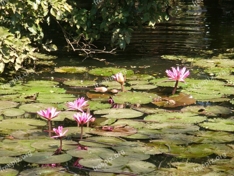 Lotus Flower Blossom Plant Pond