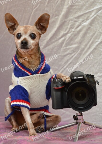 Photo Dog Photographer Pet Free Photos