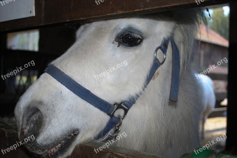 Pony White Horse Barn Farm Head