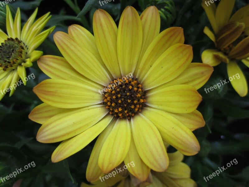 Plant Flower Marguerite Blossom Bloom