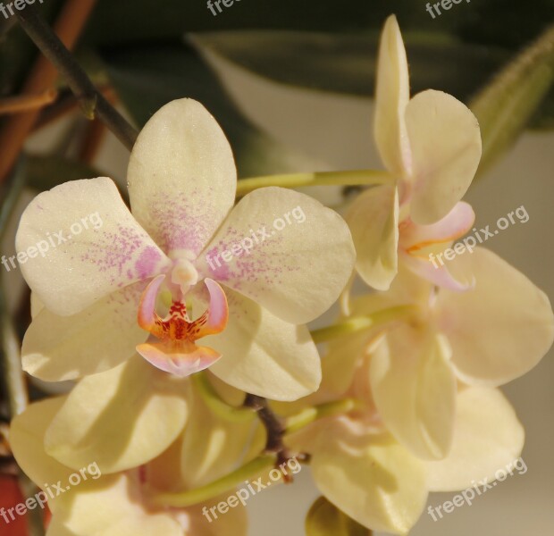 Orchids White Flower Blossom Bloom